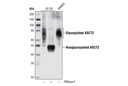 ASCT2 (V501) Antibody