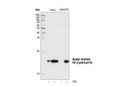 Acetyl-Histone H3 (Lys9/Lys14) Antibody