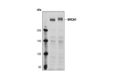 BRCA1 Antibody