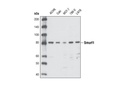 Smurf1 Antibody