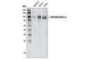 LRRC8A/SWELL1 Antibody