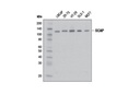 SCAP Antibody