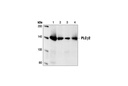 PLCγ2 Antibody