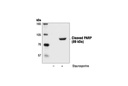Cleaved PARP (Asp214) Antibody (Mouse Specific)