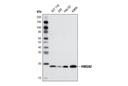 HMGA2 Antibody