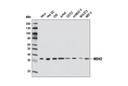 MDH2 Antibody