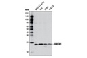 HMGN1 Antibody