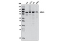HELLS Antibody