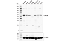 LACTB Antibody
