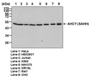 Anti-AHCY (SAHH) pAb