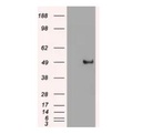 purified c-myc mouse monoclonal antibody