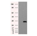10F11, Anti-TYFP mouse monoclonal Antibody