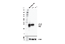 Myelin Protein Zero Antibody